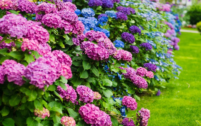 Sự tích hoa cẩm tú cầu