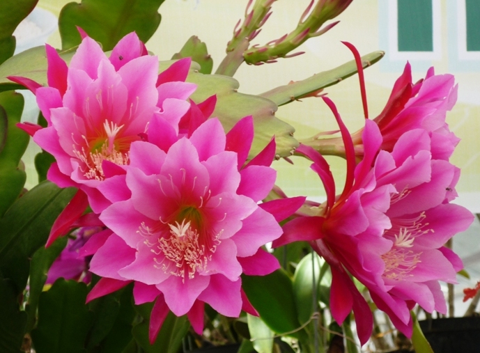Thưởng thức các bài thơ hay về hương sắc hoa quỳnh