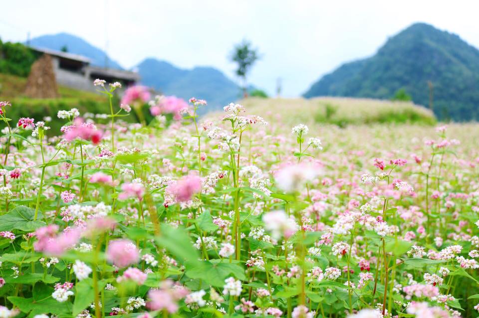 Tìm hiểu loài hoa đẹp mang tên Tam giác mạch