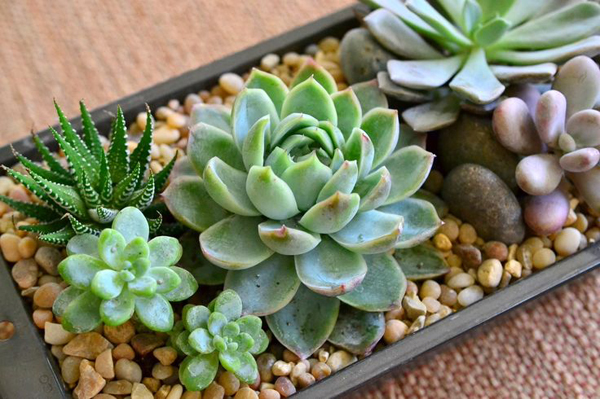 Ý nghĩa cây hoa sen đá đem đến sự may mắn