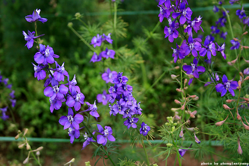 Ý nghĩa hoa violet tím thủy chung ngọt ngào