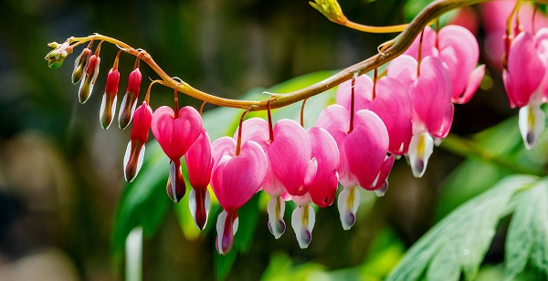 Kỹ thuật trồng hoa Tigon
