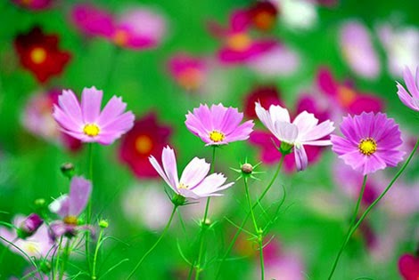 Kỹ thuật trồng hoa cánh bướm trong vườn nhà