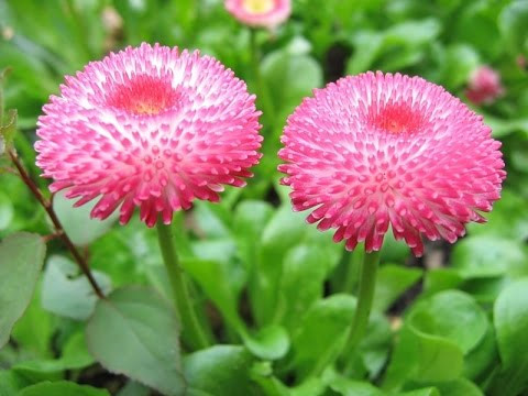 Kỹ thuật trồng hoa cúc tây cho vườn nhà rực rỡ