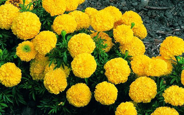 Kỹ thuật trồng hoa cúc vạn thọ