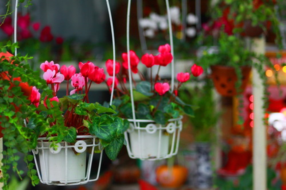 Kỹ thuật trồng hoa sen cạn đuổi muỗi mùa mưa