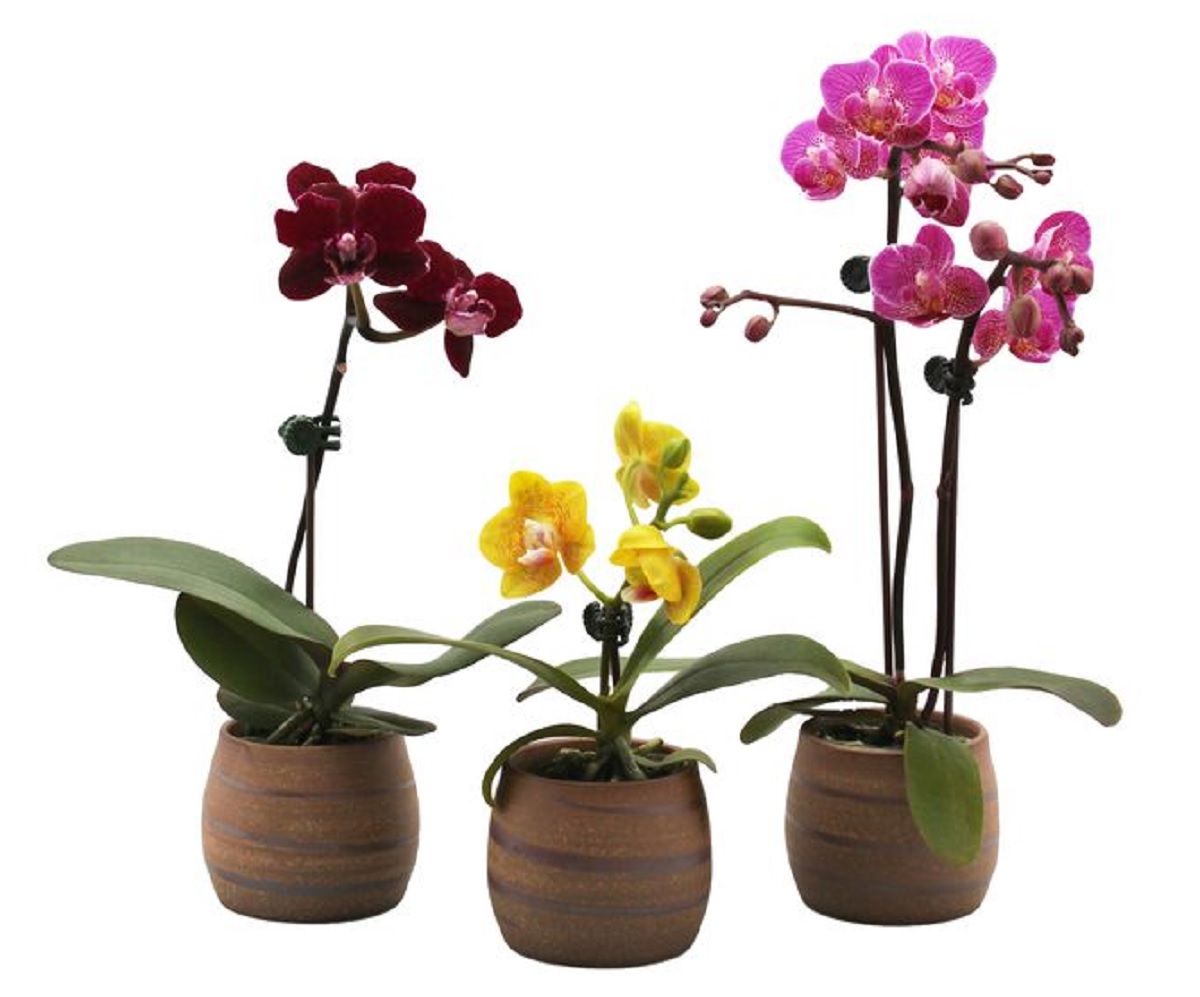 Kỹ thuật trồng lan hồ điệp trong chậu