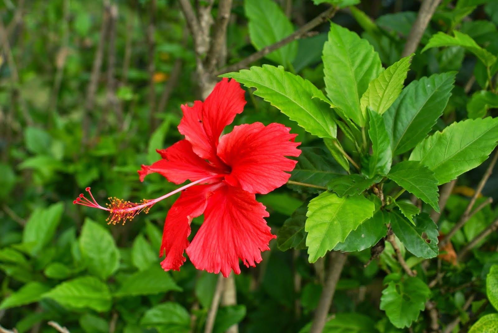 Hoa dâm bụt – Hibiskus rosa sinensis