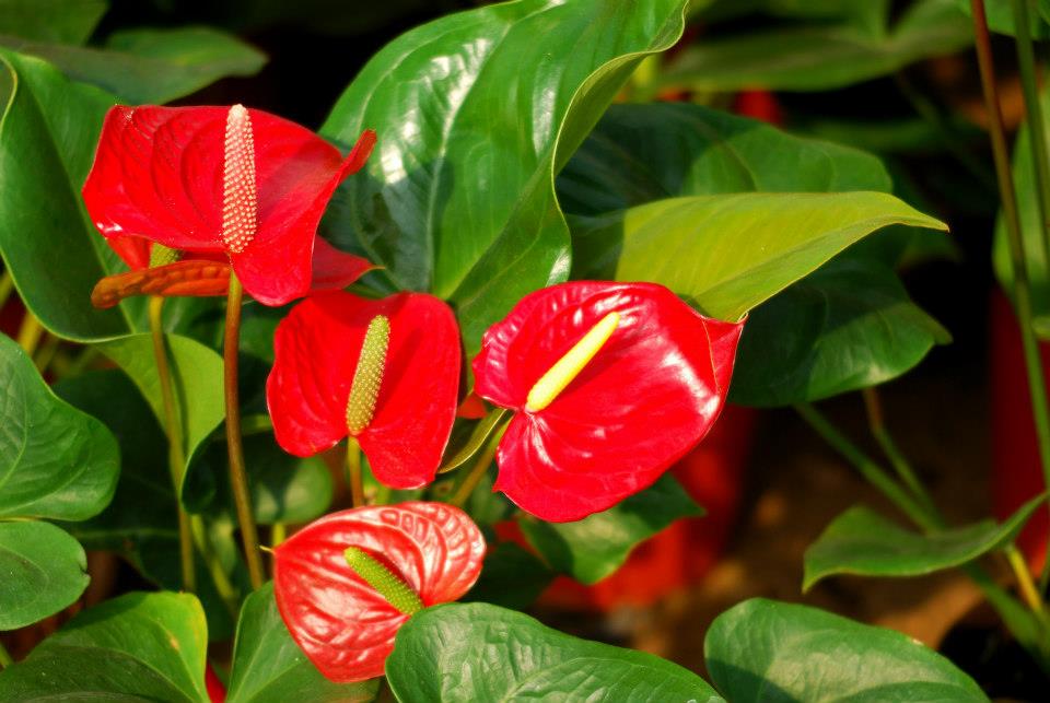 Ý nghĩa hoa hồng môn mang biểu tượng của tình yêu nồng cháy