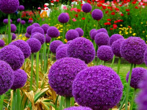 Hoa tím Giant Onion – Allium