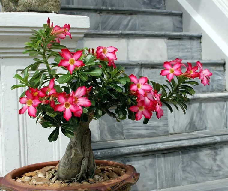 Kỹ thuật cắt tỉa cây hoa sứ cho bộ rễ đẹp