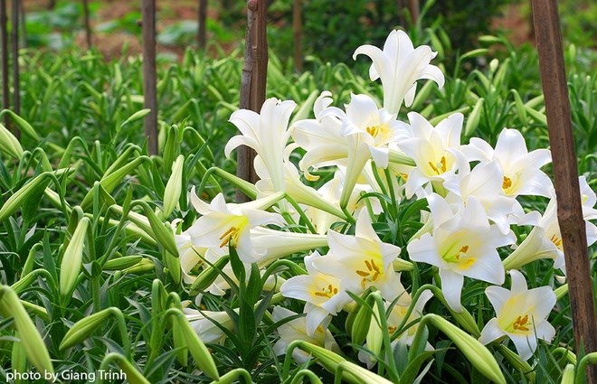 4 kỹ thuật nhân giống hoa Loa kèn