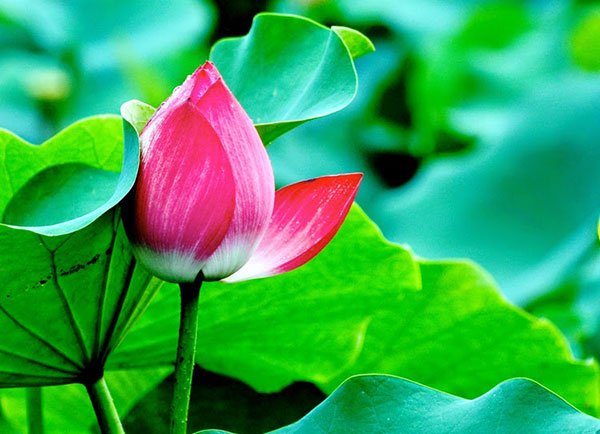 2 kỹ thuật nhân giống hoa sen hiệu quả