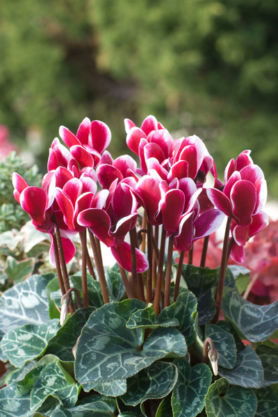 Hoa Anh Thảo (Tiên khách lai) - Cyclamen