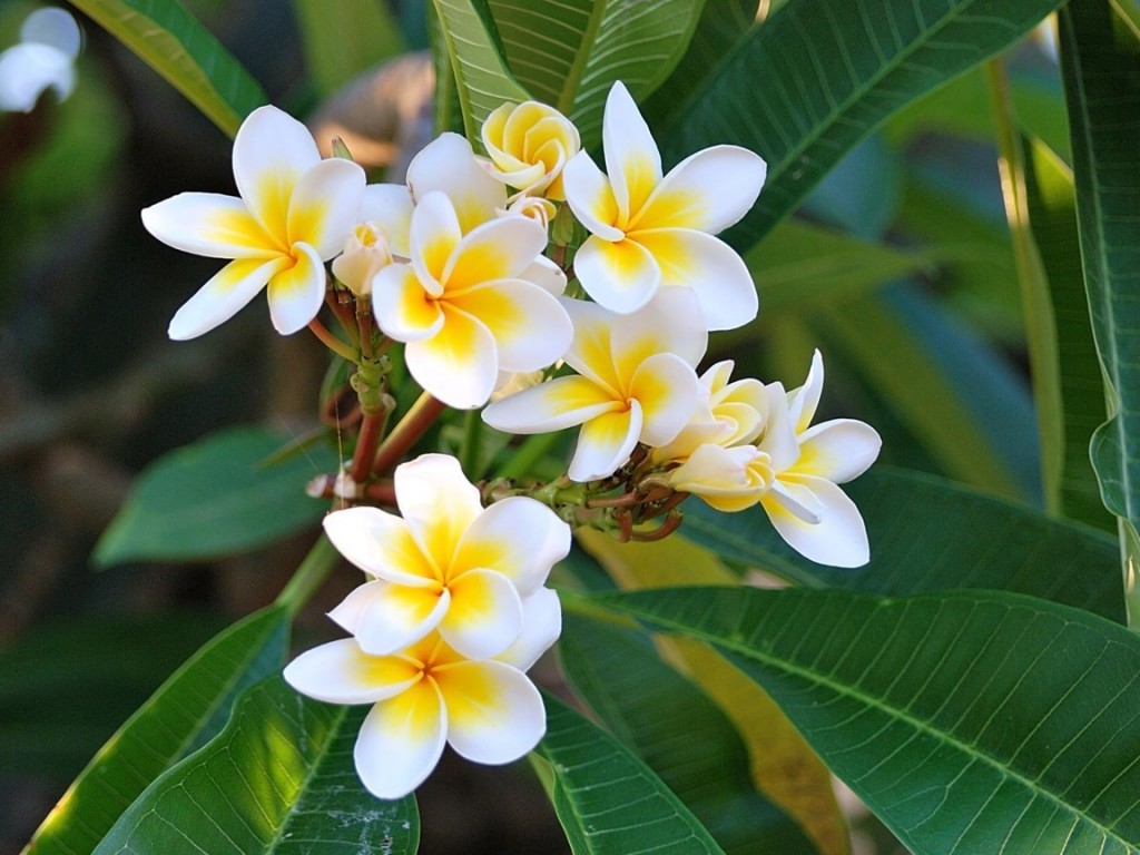 Hoa sứ