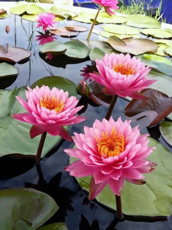 Ý nghĩa và biểu tượng của hoa súng mang nét đẹp dân dã