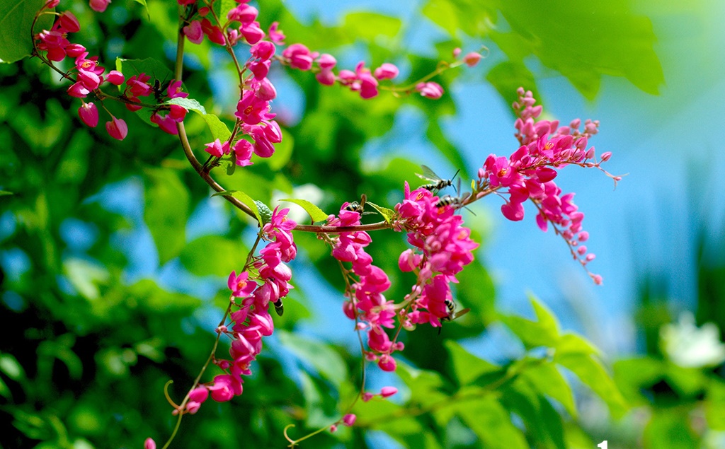 Hoa Tigon – tim vỡ