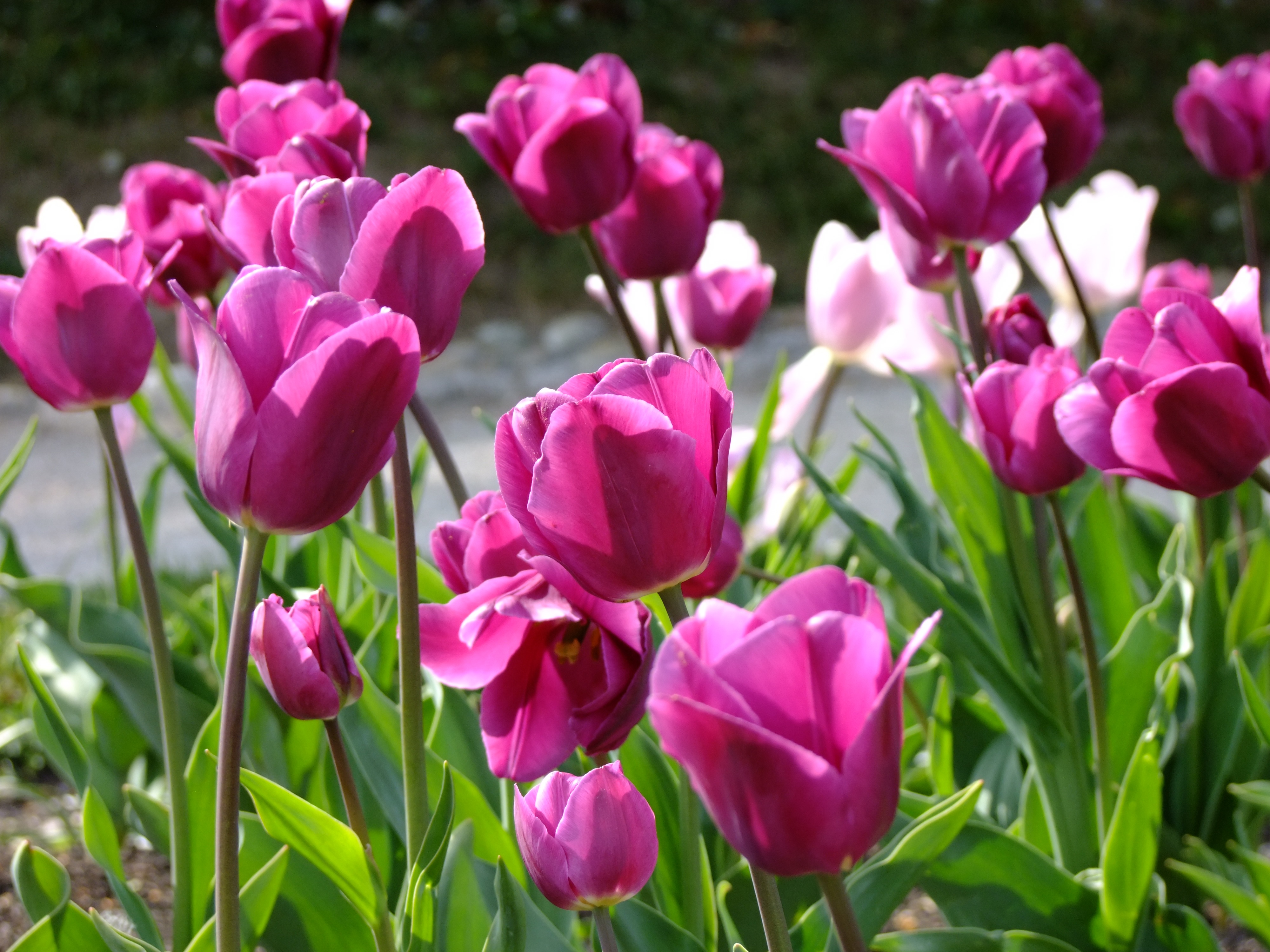 Ý nghĩa hoa Tulip biểu tượng cho tình yêu hoàn hảo