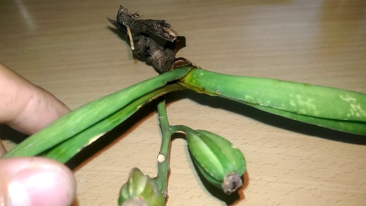 5 loại bệnh trên cây hoa lan và cách phòng trừ
