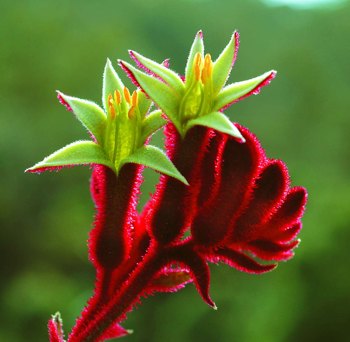 Ý nghĩa hoa bàn chân Kangaroo Paw biểu tượng nước Úc