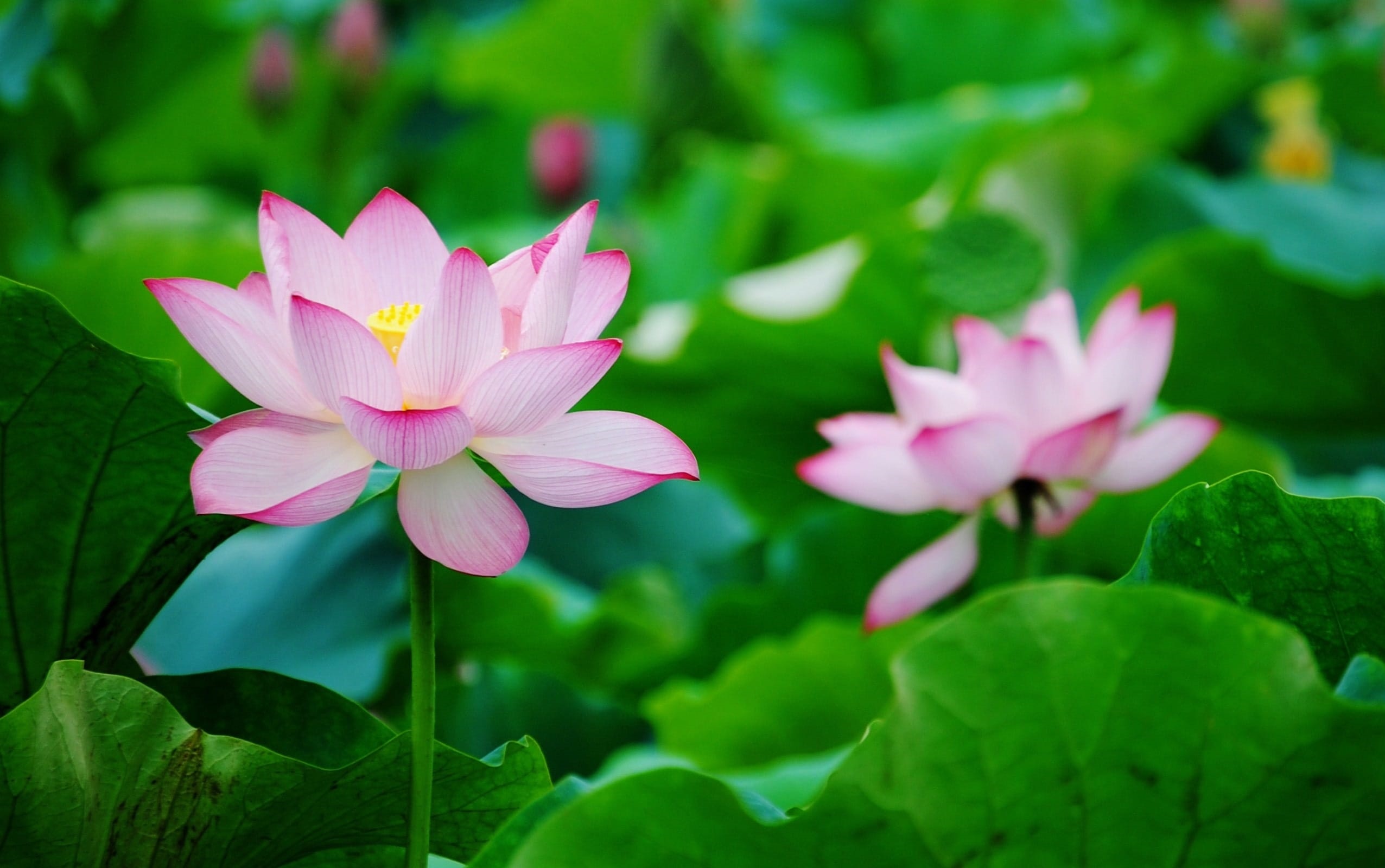 Tuyển chọn những bài thơ hay về hoa sen giàu sức sống