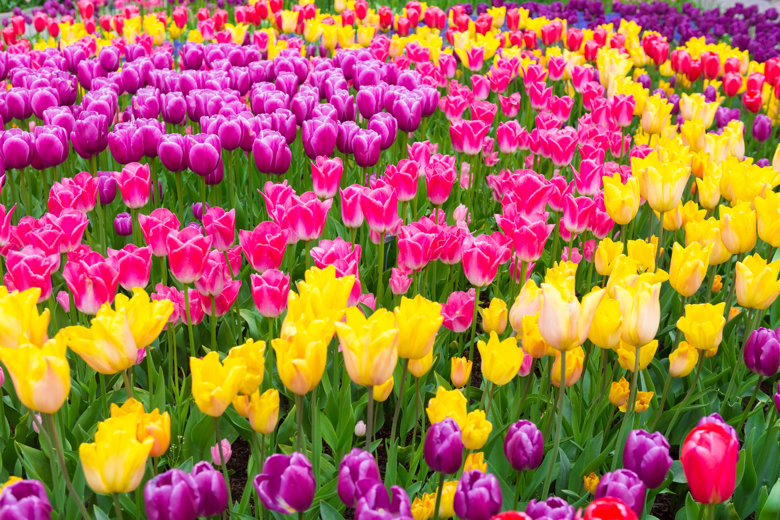 Hoa Tulip
