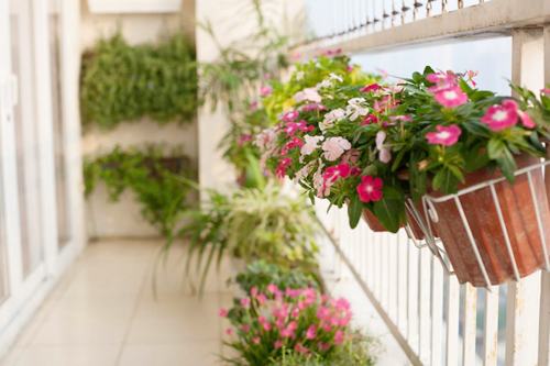 Lưu ý khi trồng hoa ban công cho hoa nở đẹp rực rỡ