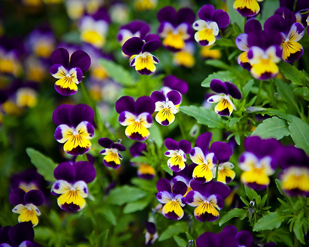Hoa pansy – păng xê