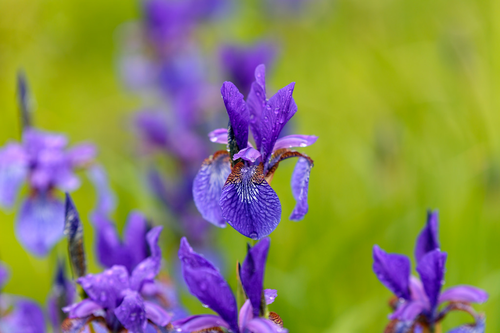 Hoa Diên Vĩ – Iris