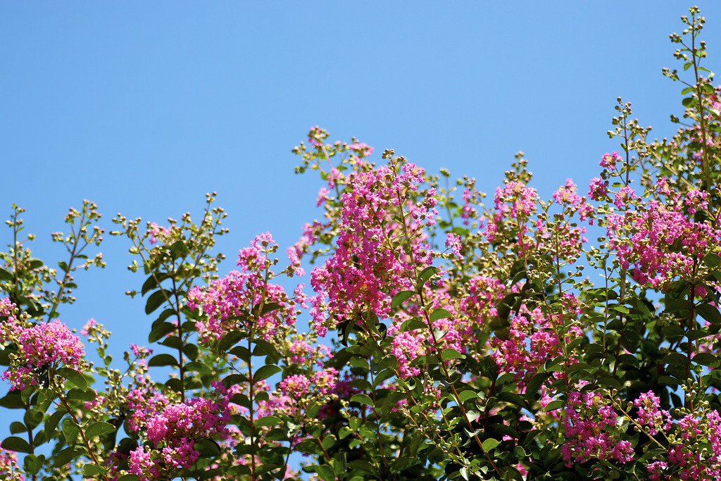 Hoa tường vi – Lagerstroemia indica Linn