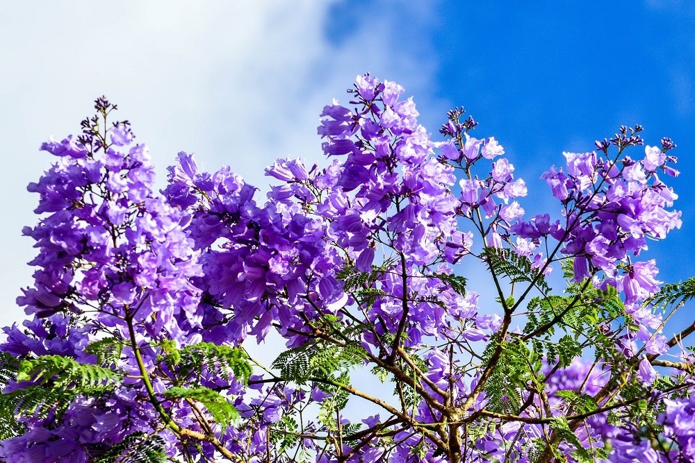 Ý nghĩa hoa phượng tím bức tranh thiên nhiên thơ mộng