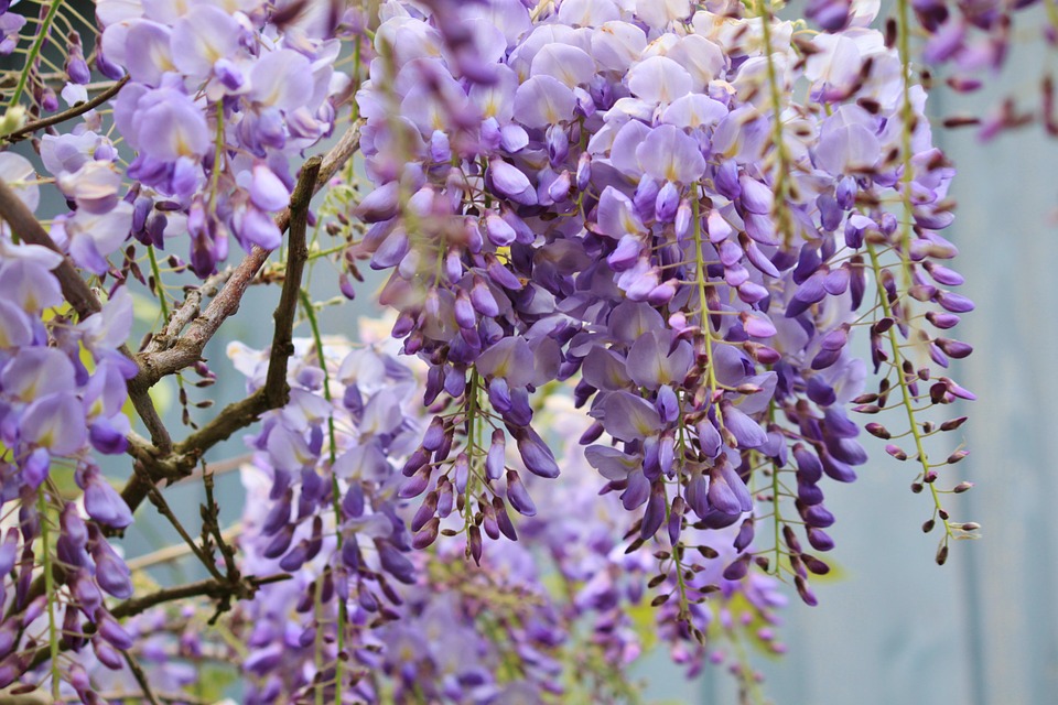 Hoa tử đằng – Wisteria sinensis