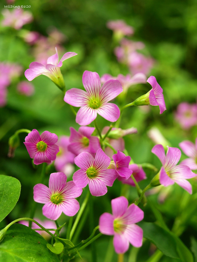Hoa chua me đất hồng – Oxalis corymbosa