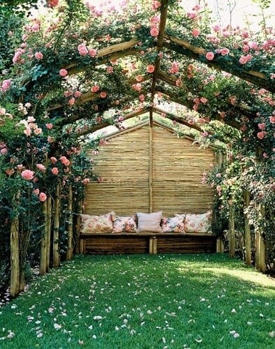 Ngất ngây trước giàn Hoa Hồng Leo đẹp mê hồn được giới trẻ săn lùng