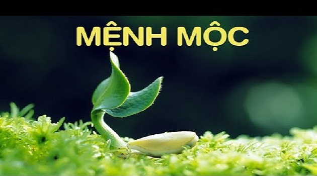 Người mệnh Mộc sẽ gặp may mắn nếu trồng 4 loại hoa này