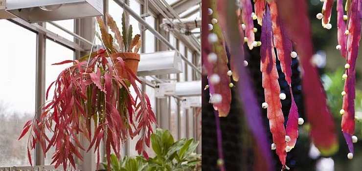 Hoa Quỳnh ngọc trai-Hoa phong thủy mang giá trị của sự thành công