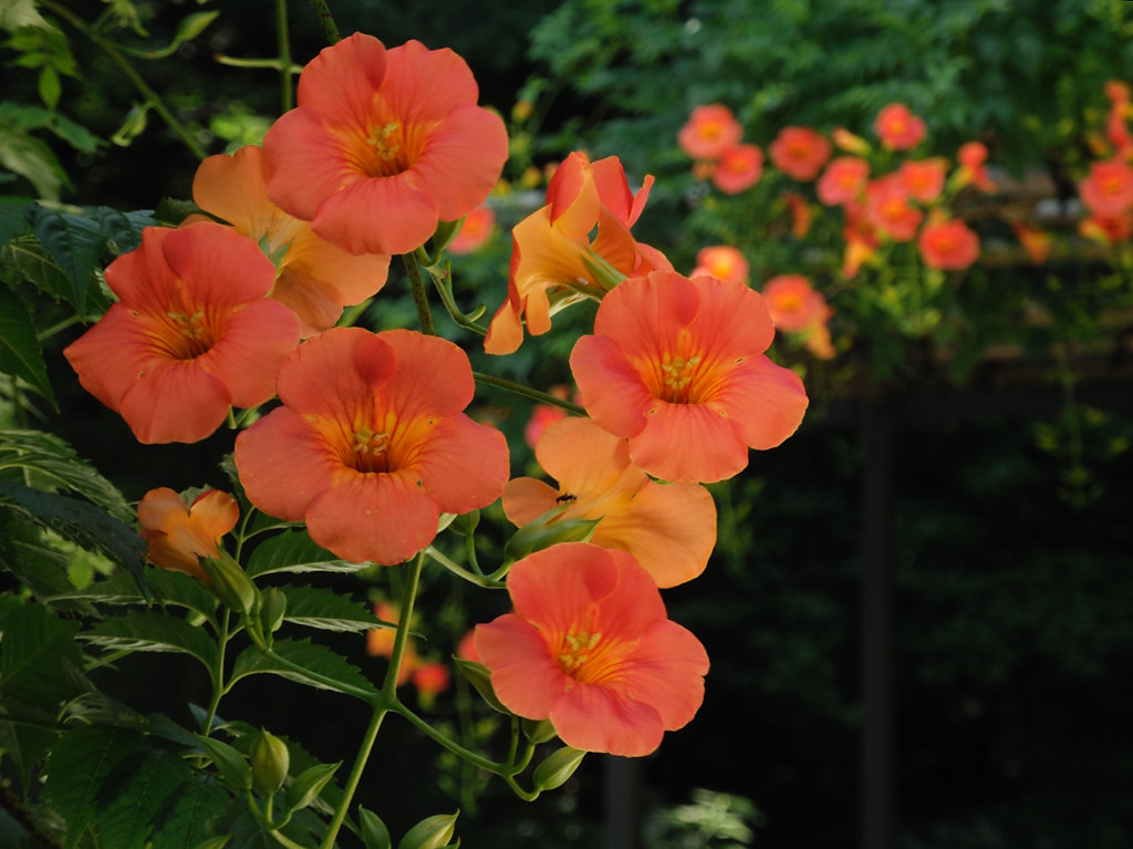 Hoa đăng tiêu – Campsis grandiflora