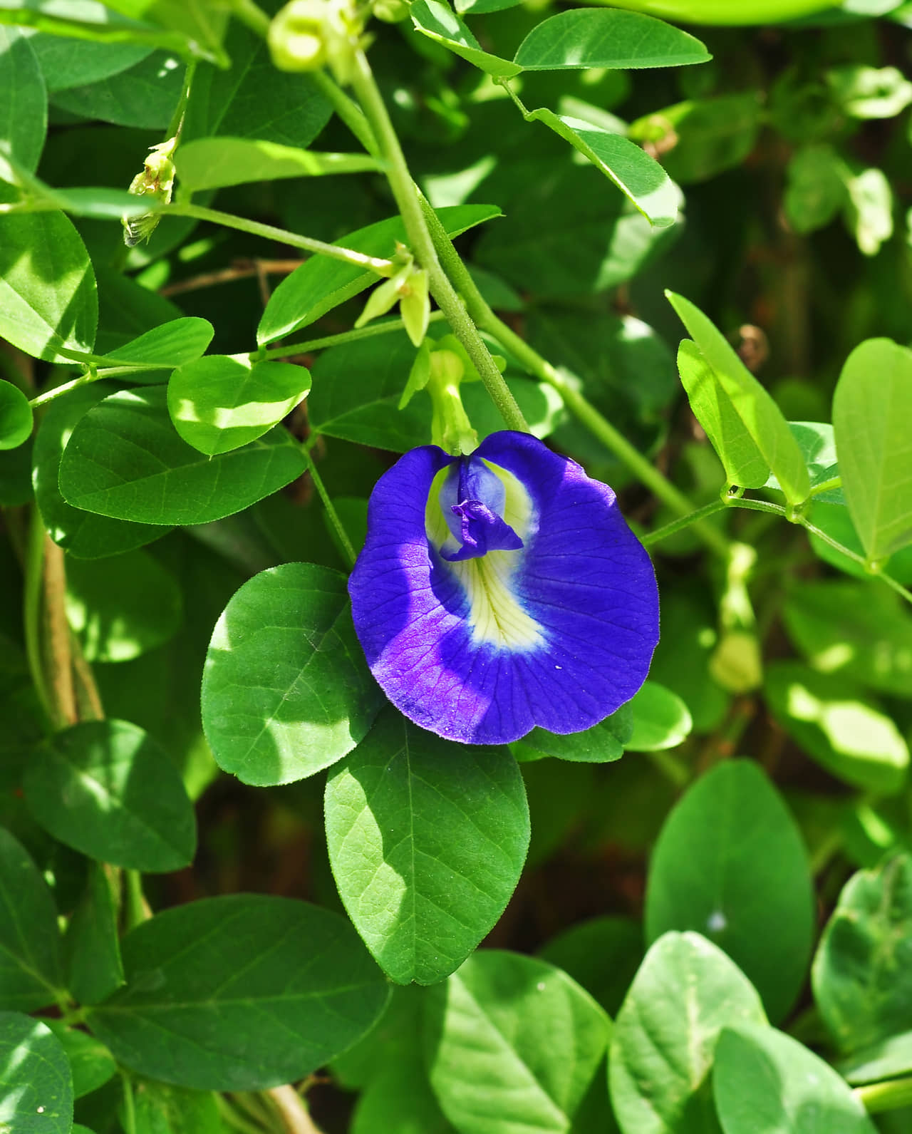 Hoa đậu biếc – Clitoria ternatean