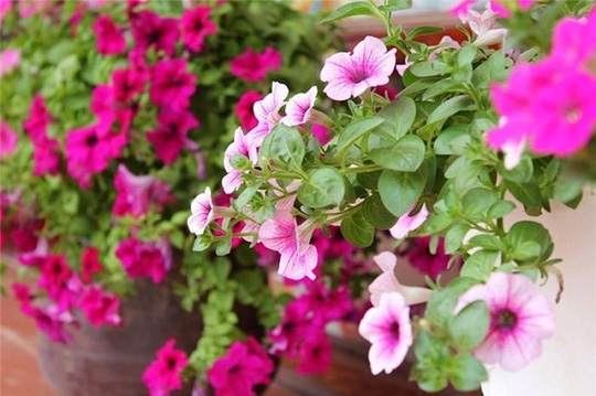 Top 10 loại Hoa trồng ban công mang may mắn cho gia đình