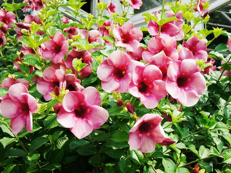 Mê mẩn giàn Hoa hồng anh leo trang trí ban công cực đẹp