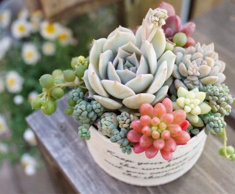 Phong thủy hoa Sen đá – Hóa giải điềm xấu, hút tài lộc