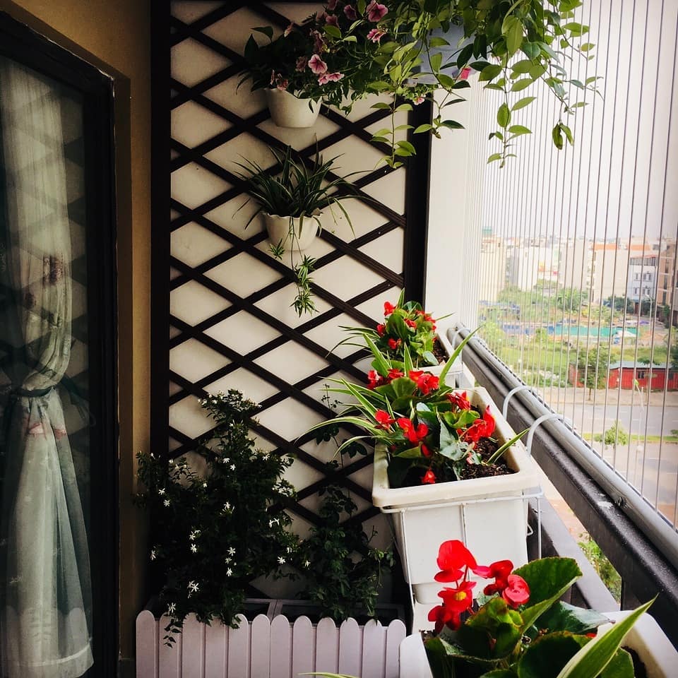 Tiết lộ Bí quyết trồng Hoa ban công chung cư đẹp miễn chê