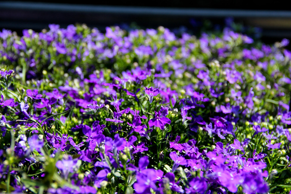Hoa Thúy Điệp – Lobelia erius