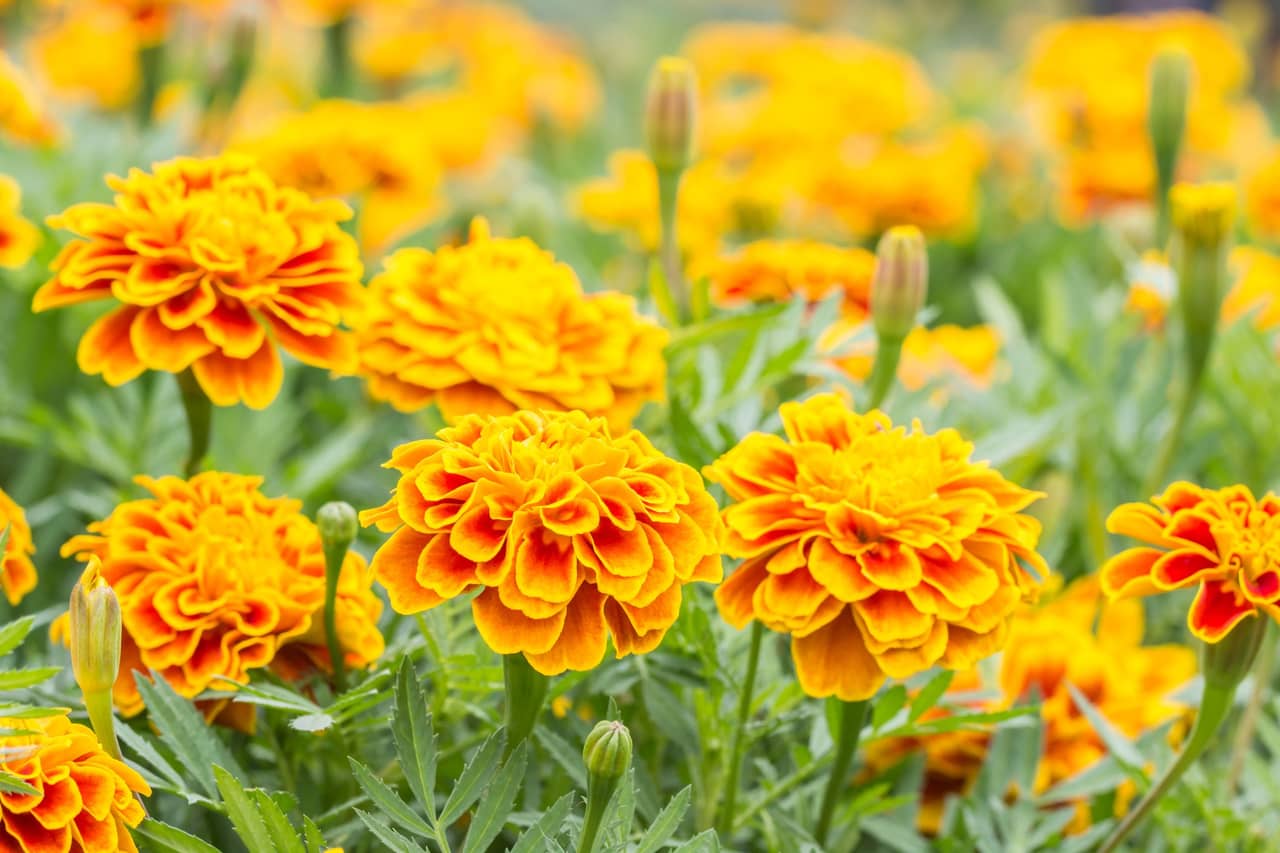 Hoa cúc vạn thọ – Tagetes