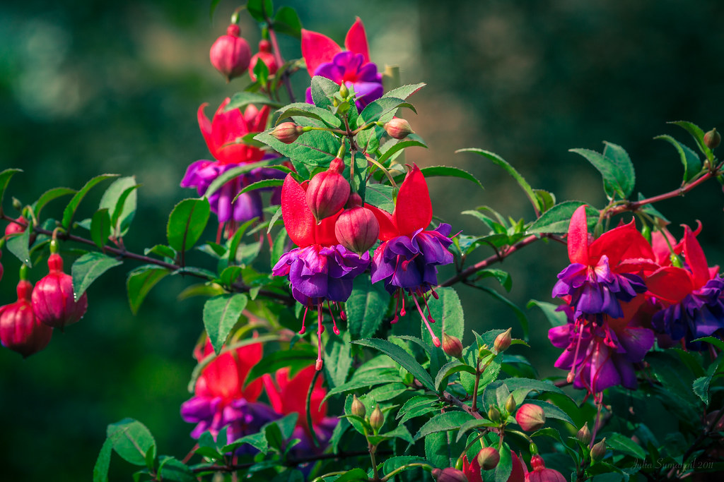 Hoa lồng đèn Fuchsia magellanica