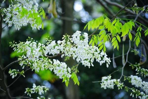 Truyền thuyết hoa sưa trắng giấc mơ tuyết giữa lòng phố