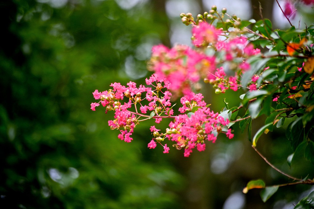 Ý nghĩa hoa tường vi như một lời tỏ tình đầy lãng mạn