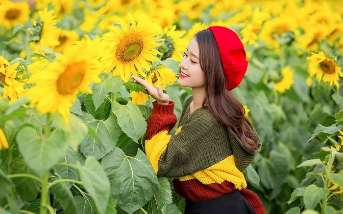 Rụng tim trước cánh đồng Hoa hướng dương đẹp ngút ngàn