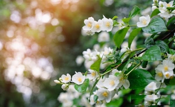 Phong thủy Hoa Nhài-Giải trừ xú uế gắn kết tình cảm vợchồng