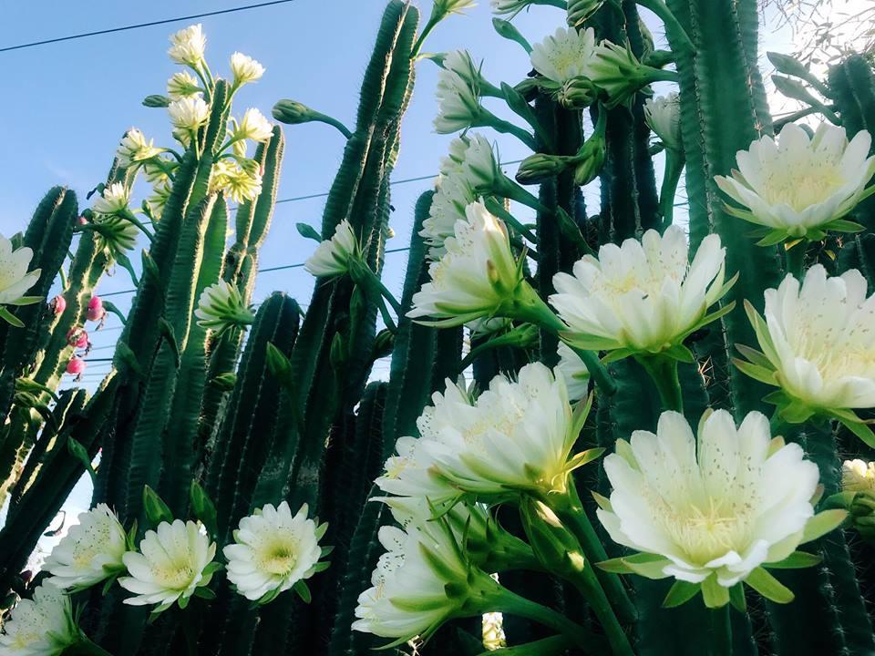 Top 8 loại Hoa ưa bóng râm trồng ban công ít nằng